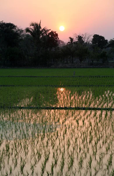 印度西孟加拉邦的一个绿色稻田 — 图库照片
