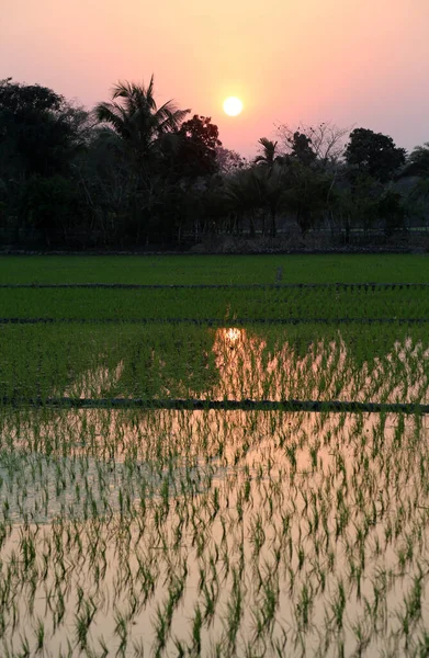 Ein Grünes Reisfeld Westbengalen Indien — Stockfoto