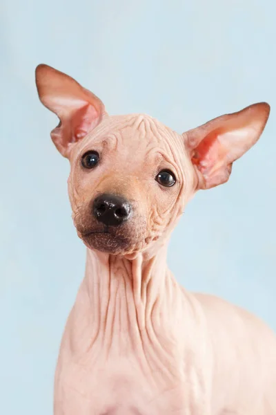 肖像画青い背景にアメリカの毛のないテリアを繁殖の子犬のクローズアップ — ストック写真