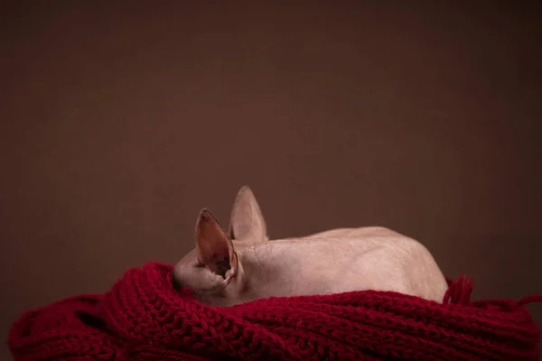 Κοντινό Πλάνο Μιας Χαριτωμένης Γάτας Γούνα — Φωτογραφία Αρχείου