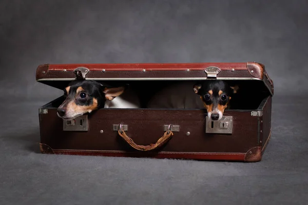 Two small breed American dog that fox terrier hides in a brown suitcase, on a gray background indoors in the studio