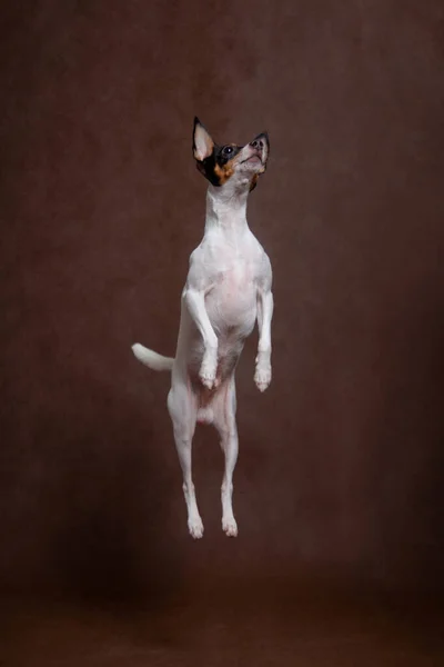 Een Witte Kleine Hond Met Een Zwart Rode Snuit Een — Stockfoto