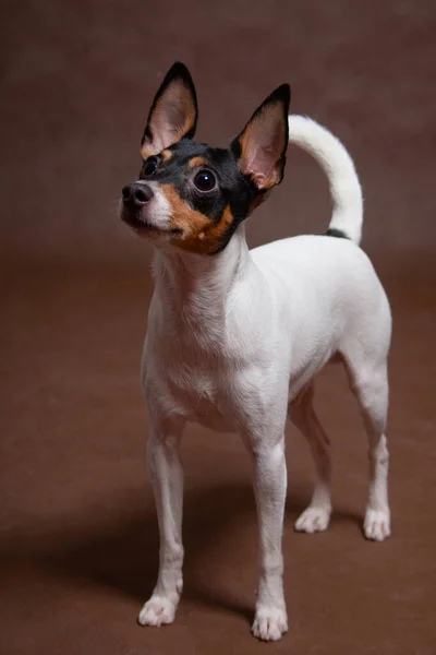 Piccolo Bianco Con Muso Nero Rosso Cane Razza Americana Che — Foto Stock