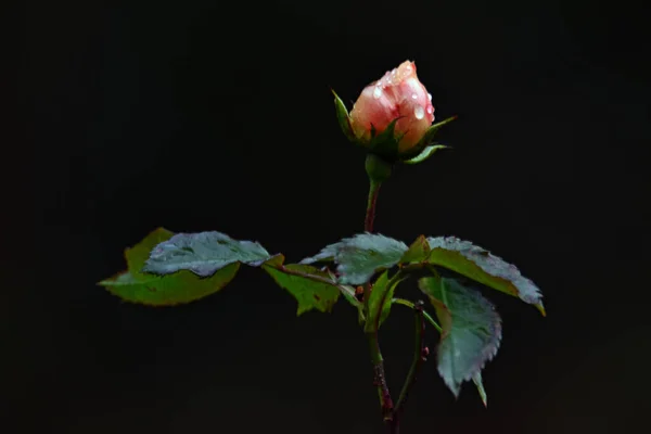 Krásné Květiny Černém Pozadí — Stock fotografie