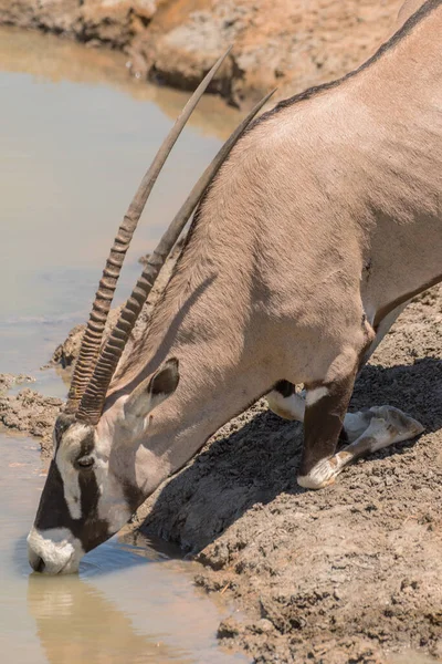 Oryx Antilopen Trinken Wasserloch Norden Namibias — Stockfoto