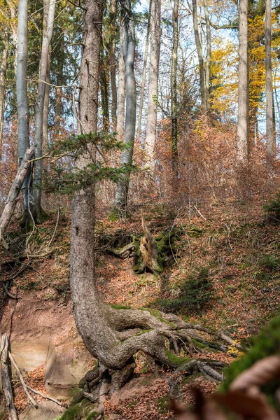 Ağaçları Yeşil Yaprakları Olan Güzel Bir Sonbahar Ormanı — Stok fotoğraf
