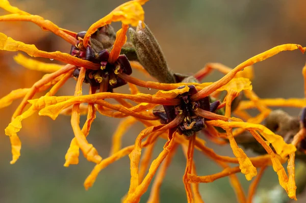 Hamamelis Intermedia Aphrodite Witch Hazel Winter Spring Flowering Shrub Plant — Stock Photo, Image