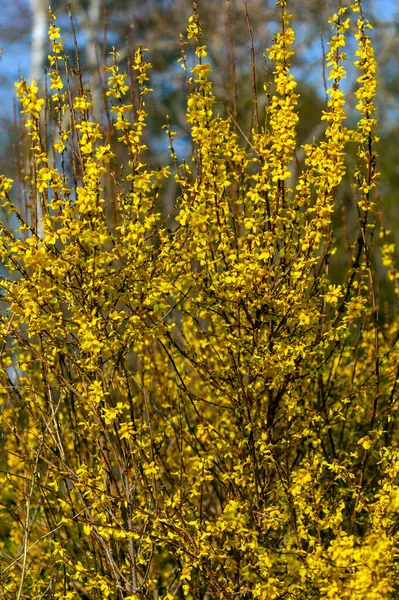 Forsythia x intermedia \'Week End\'  (Courtalyn) a winter spring flowering shrub plant which has a  springtime yellow flower and leafless when in bloom stock photo image