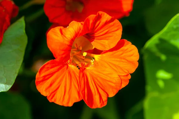 Tropaeolum Nasturtium Pomarańczowa Wiosenna Roślina Kwiatowa Okresie Kwitnienia Wiosny Zdjęcie — Zdjęcie stockowe