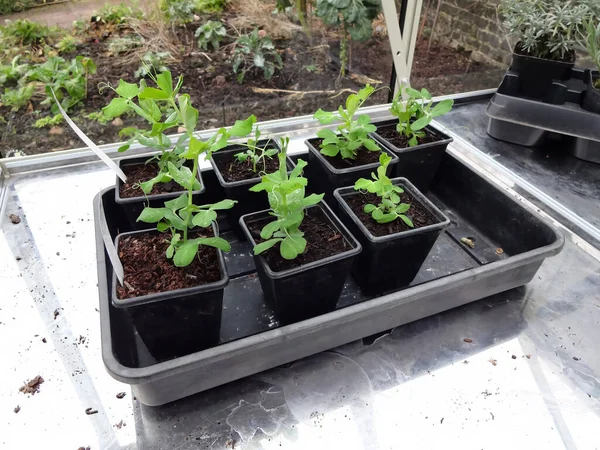 菜園に植えられる準備ができている新しい成長を示す割り当て温室プラスチックトレイに播種する — ストック写真