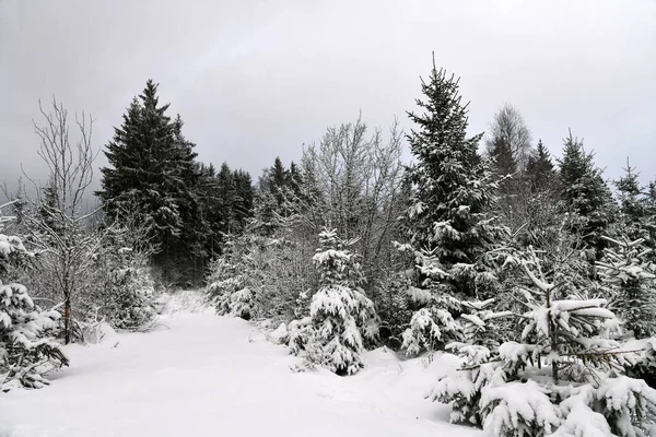 Bela Paisagem Inverno Com Árvores Cobertas Neve — Fotografia de Stock