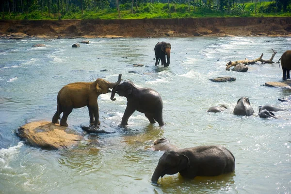 Elephants River — Stock Photo, Image