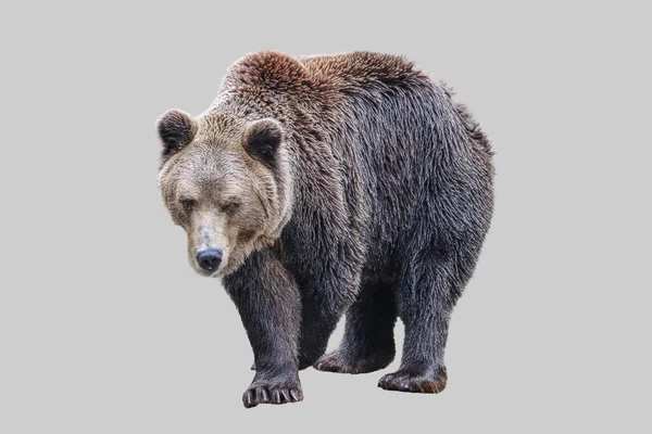 Orso Bestia Maschile Sfondo Grigio Isolato — Foto Stock