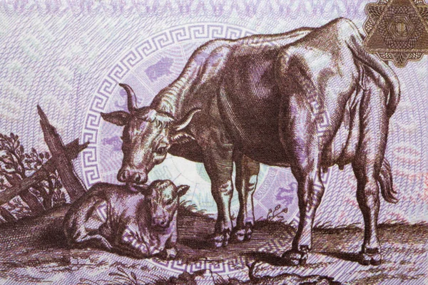 Vaca Com Bezerro Dinheiro Chinês Yuan — Fotografia de Stock