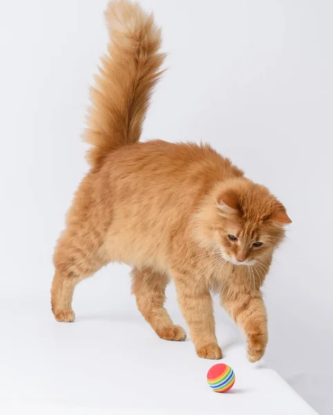 Взрослый Пушистый Красный Кот Играет Красным Шаром Белом Фоне Милое — стоковое фото
