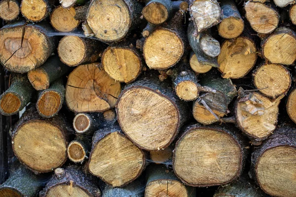 Holzstapel Wald Gestapelt — Stockfoto