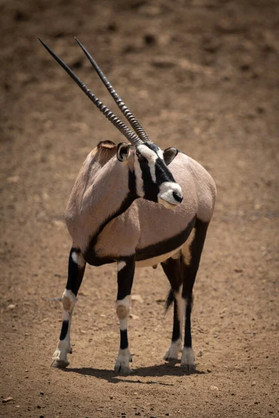 Gemsbok Stands Rocky Ground Turning Head — Stock Photo, Image