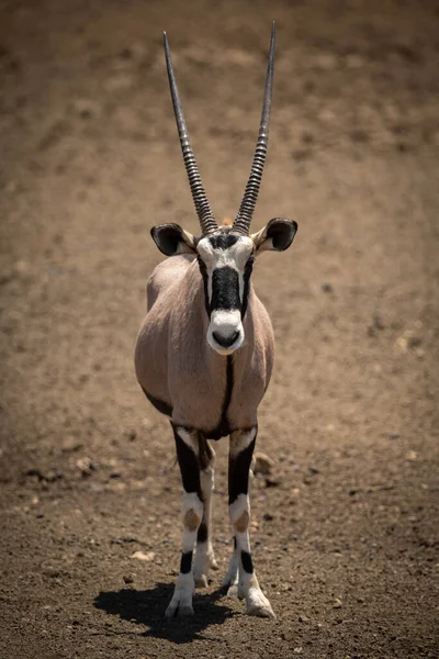 Gemsbok Fica Chão Pedregoso Voltado Para Câmera — Fotografia de Stock