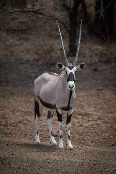 Gemsbok Áll Köves Talajon Fák Közelében — Stock Fotó