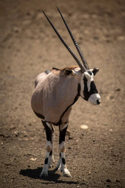 Gemsbok Fica Chão Pedregoso Virando Cabeça — Fotografia de Stock