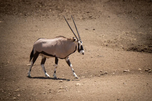 Una Hermosa Toma Una Jirafa Caminando Por Suelo —  Fotos de Stock