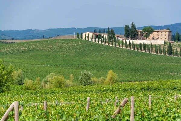 Chianti Bölgesindeki Üzüm Bağları Toskana Talya — Stok fotoğraf