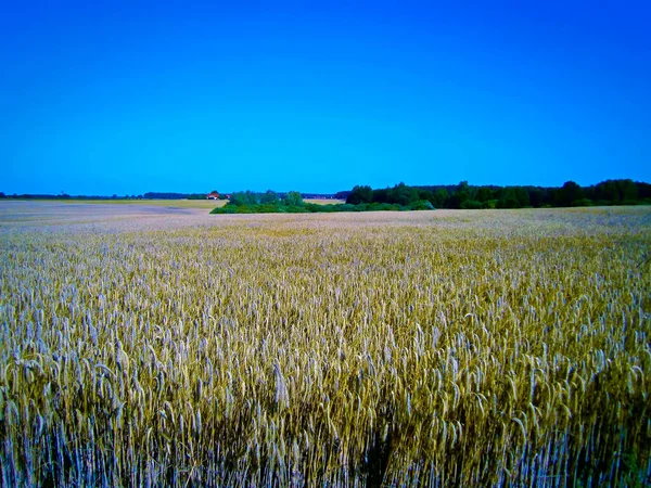 Cultivo Grãos Uckermark — Fotografia de Stock