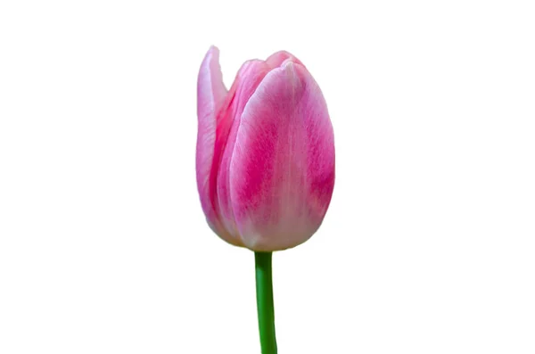 Tulipán Rosa Aislado Sobre Fondo Blanco — Foto de Stock
