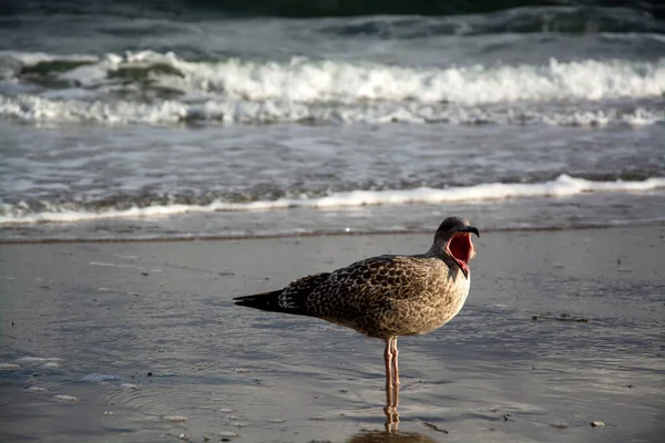 浜辺のカモメ — ストック写真