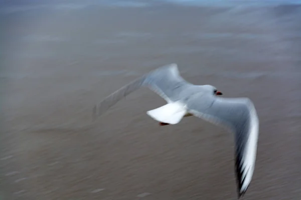 Martı Denizde Uçuyor — Stok fotoğraf