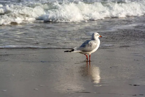 Gaivota Praia — Fotografia de Stock