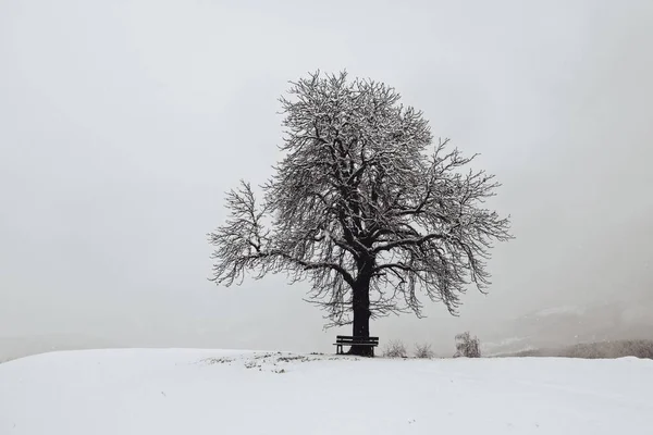 Bellissimo Paesaggio Invernale Con Neve — Foto Stock