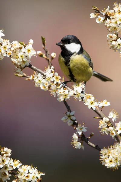 Adult Great Tit Parus Major Sitting Twig Full Flowers Great — Foto Stock