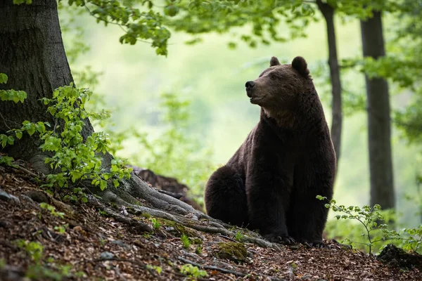 巨大的棕熊 巨大的拱门 坐在草地上绿叶环绕的地面上 大型哺乳动物 深色毛 在绿色环境中休息 从前面看 — 图库照片