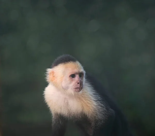 一只可爱的小猴子的特写镜头 — 图库照片