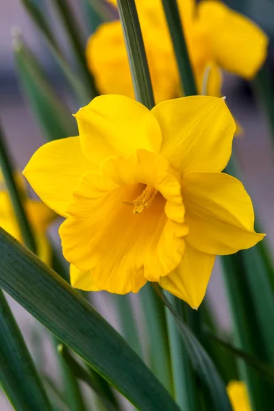 Daffodil Narciso Welsh Warrior Crescendo Livre Temporada Primavera — Fotografia de Stock