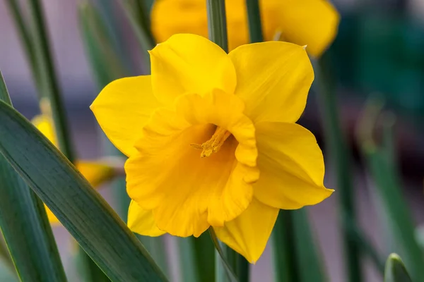 Daffodil Narcissen Welsh Warrior Groeit Buiten Het Voorjaarsseizoen — Stockfoto