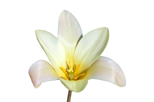 Tulipán Clusiana Tinka Jarní Kvetoucí Cibule Vyříznutá Izolovaná Bílém Pozadí — Stock fotografie