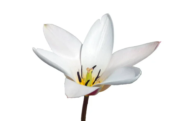 Tulipán Lady Jane Jarní Kvetoucí Cibulová Rostlina Vyříznutá Izolovaná Bílém — Stock fotografie
