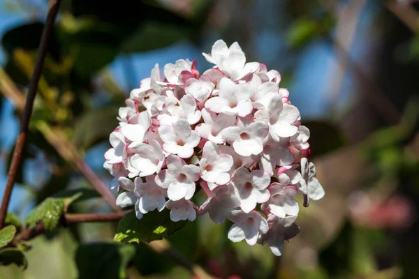 Viburnum Carlessii Aurora Rosa Vit Vinter Blommande Buske Som Har — Stockfoto