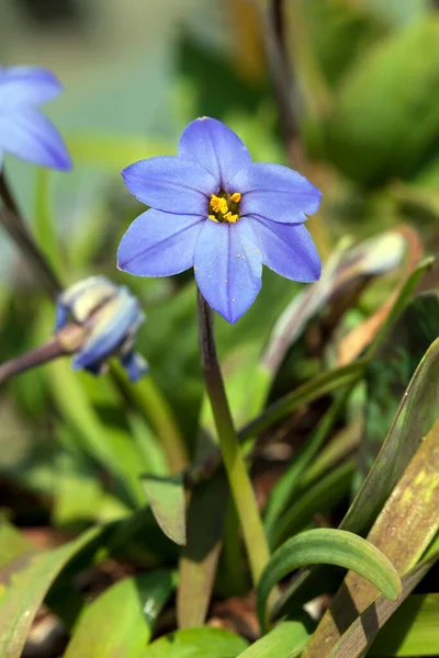 stock image Ipheion 'Jessie'  a spring blue perennial flower plant commomly known as starflower