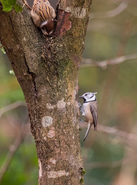 European Crested Tit Lophophanes Cristatus Sparrow Winter —  Fotos de Stock