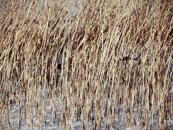 Canna Gialla Asciutta Nella Neve Bianca Sfondo Astratto Invernale — Foto Stock