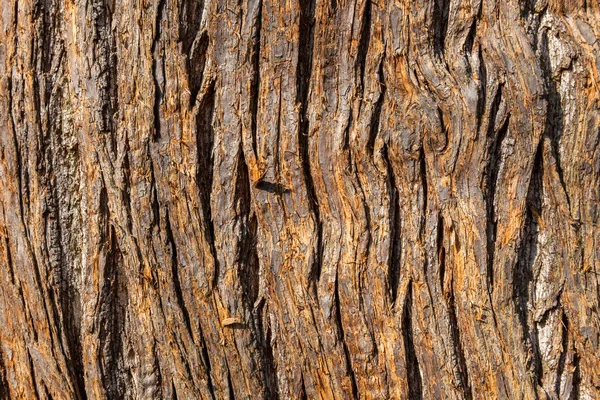 Sweet Chestnut Castanea Sativa Brown Tree Bark Macro Close Texture — Stock Photo, Image