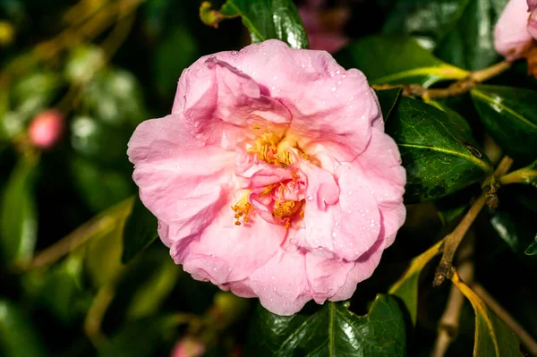 Kamelya Williamsii Yücelik Bir Bahar Baharı Çiçek Desenli Bir Bahar — Stok fotoğraf
