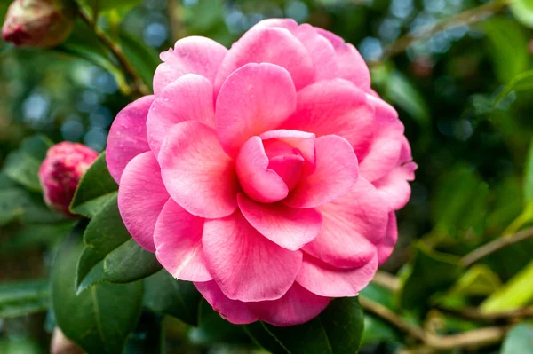 Camellia Williamsii Водяна Лілія Весняний Літній Чагарник Зимовим Весняним Рожевим — стокове фото