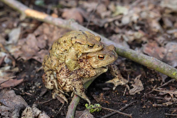 Une Femelle Crapaud Commun Porte Son Partenaire Masculin — Photo