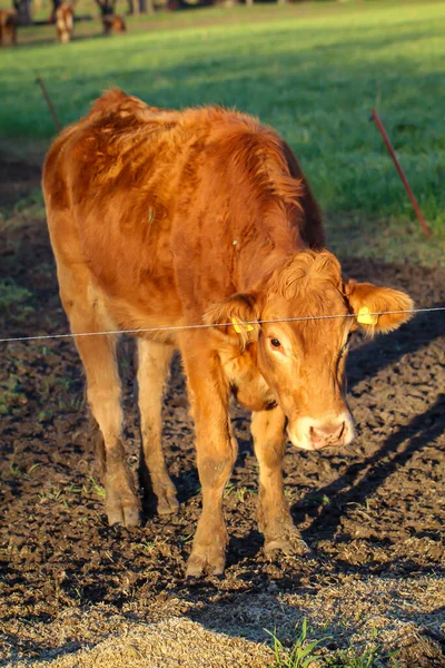 Retrato Uma Vaca Pasto — Fotografia de Stock