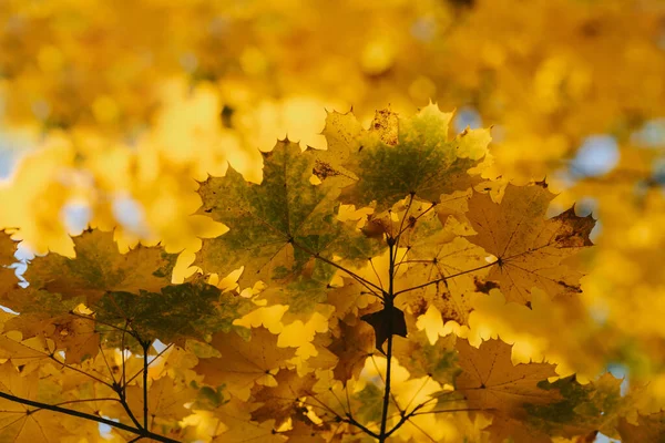 Nahaufnahme Auf Rotem Blatt Herbstpark — Stockfoto