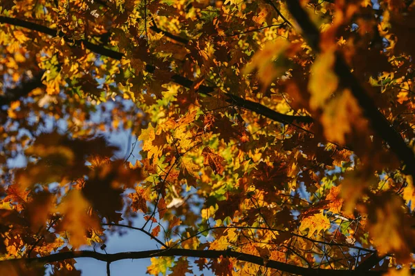 Primer Plano Hoja Árbol Otoño Con Cielo Azul —  Fotos de Stock